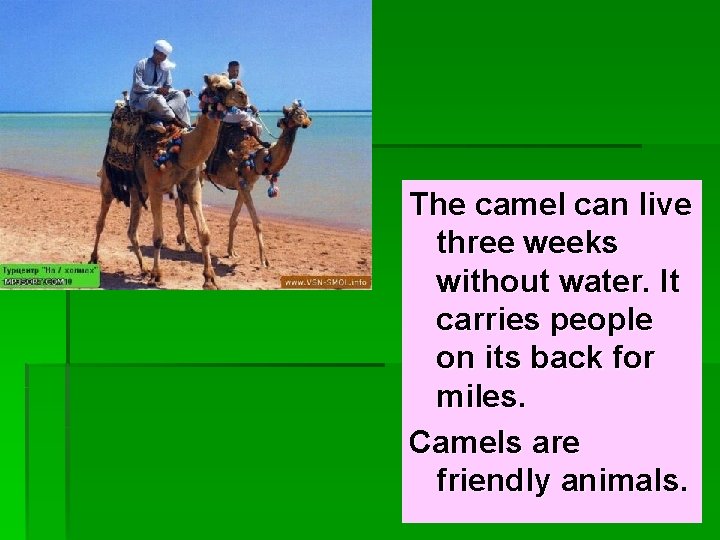The camel can live three weeks without water. It carries people on its back