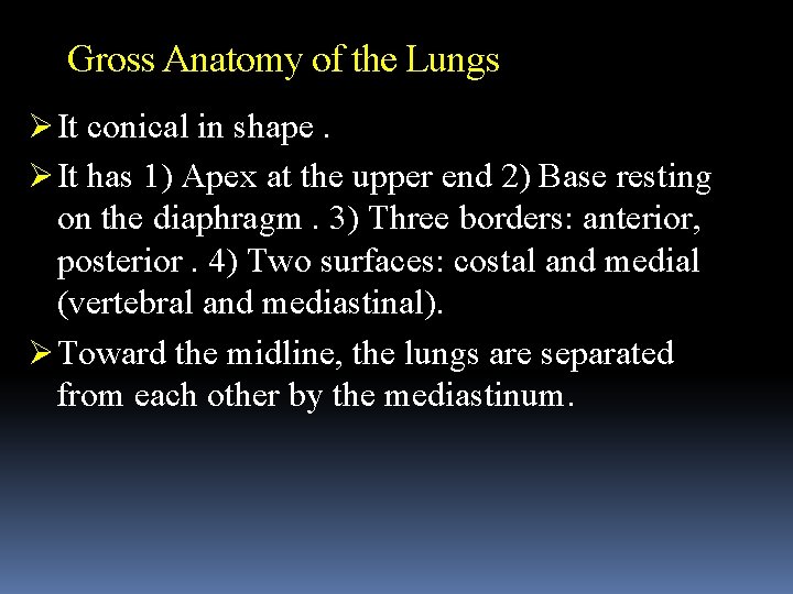 Gross Anatomy of the Lungs Ø It conical in shape. Ø It has 1)