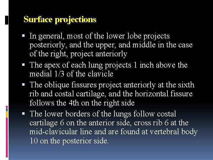 Surface projections In general, most of the lower lobe projects posteriorly, and the upper,