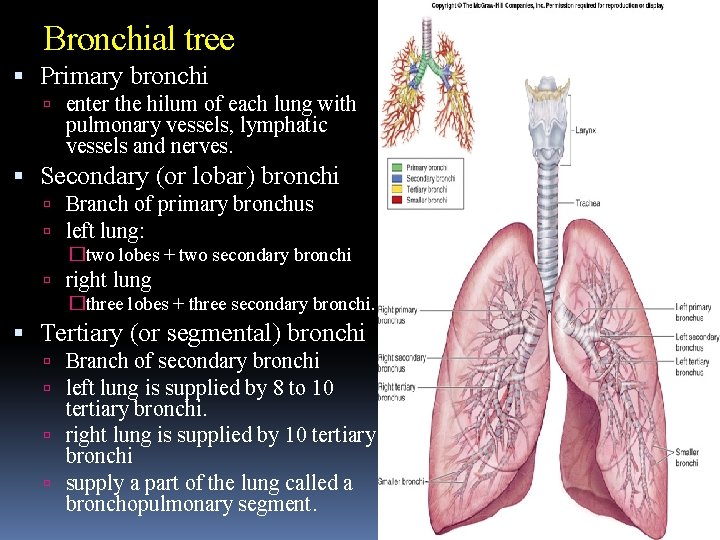 Bronchial tree Primary bronchi enter the hilum of each lung with pulmonary vessels, lymphatic