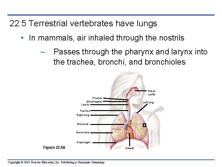 22. 5 Terrestrial vertebrates have lungs • In mammals, air inhaled through the nostrils
