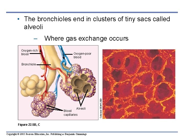  • The bronchioles end in clusters of tiny sacs called alveoli – Oxygen-rich