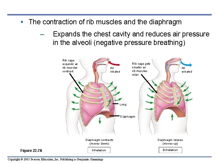  • The contraction of rib muscles and the diaphragm – Expands the chest
