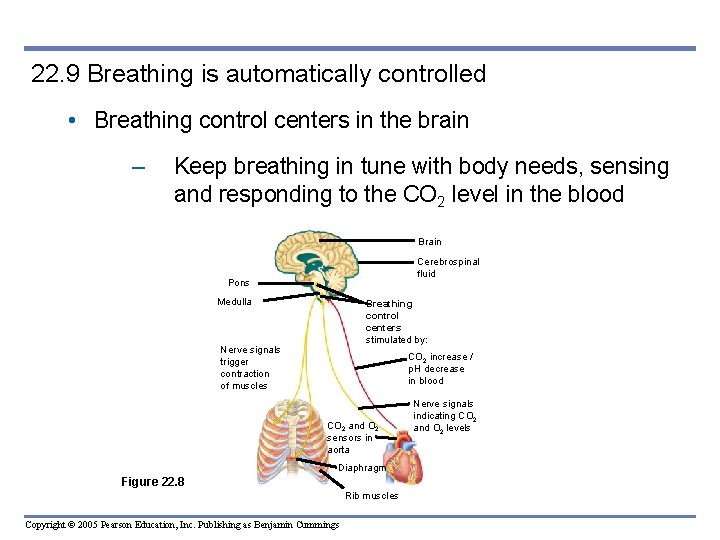 22. 9 Breathing is automatically controlled • Breathing control centers in the brain –