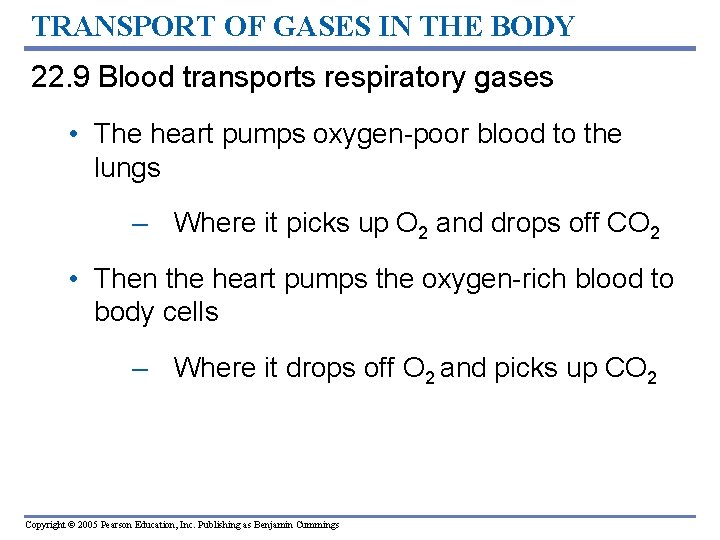 TRANSPORT OF GASES IN THE BODY 22. 9 Blood transports respiratory gases • The