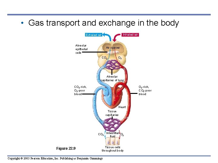  • Gas transport and exchange in the body Inhaled air Exhaled air Alveolar