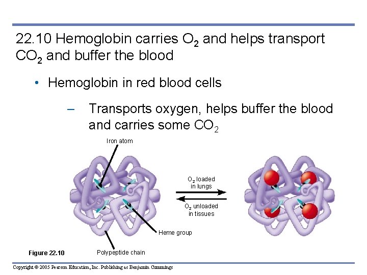 22. 10 Hemoglobin carries O 2 and helps transport CO 2 and buffer the