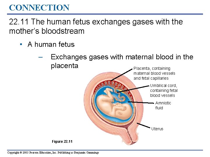 CONNECTION 22. 11 The human fetus exchanges gases with the mother’s bloodstream • A