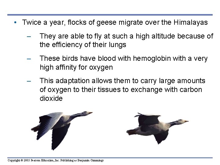  • Twice a year, flocks of geese migrate over the Himalayas – They