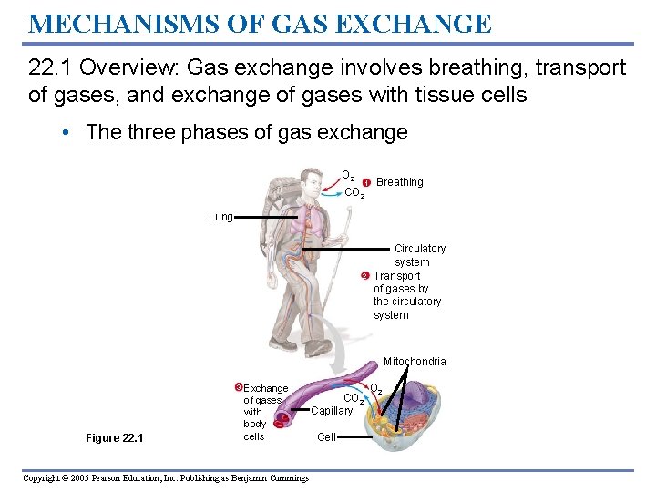 MECHANISMS OF GAS EXCHANGE 22. 1 Overview: Gas exchange involves breathing, transport of gases,