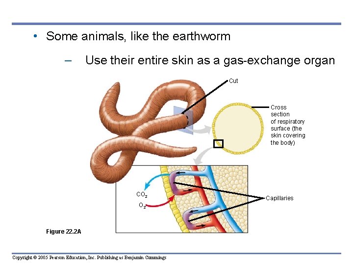  • Some animals, like the earthworm – Use their entire skin as a