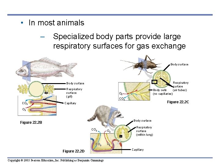  • In most animals – Specialized body parts provide large respiratory surfaces for