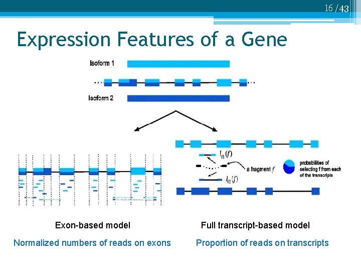 16 /43 Expression Features of a Gene Exon-based model Normalized numbers of reads on