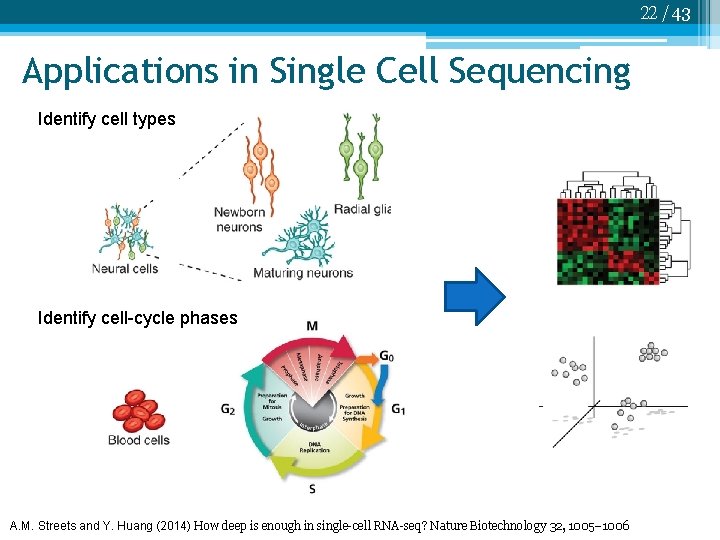 22 /43 Applications in Single Cell Sequencing Identify cell types Identify cell-cycle phases A.