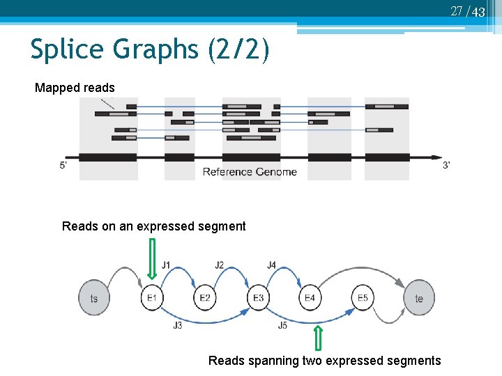 27 /43 Splice Graphs (2/2) Mapped reads Reads on an expressed segment Reads spanning