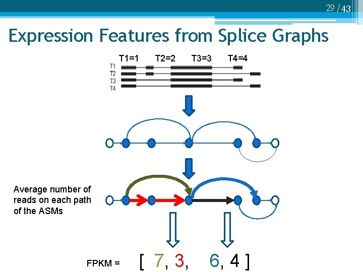 29 /43 Expression Features from Splice Graphs T 1=1 T 2=2 T 3=3 T