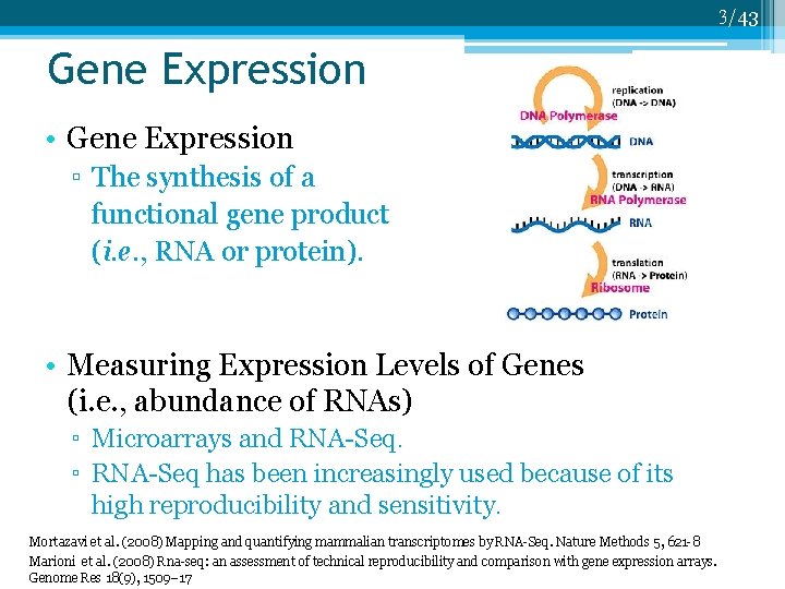 3/43 Gene Expression • Gene Expression ▫ The synthesis of a functional gene product
