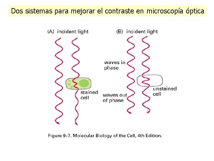 Dos sistemas para mejorar el contraste en microscopía óptica Dos sistemas para mejorar el contraste en microscopía óptica