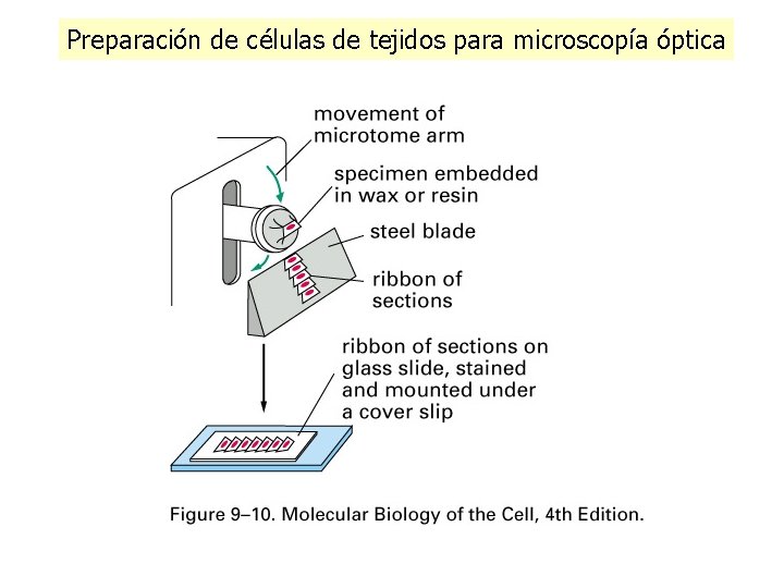 Preparación de células de tejidos para microscopía óptica Preparación de células de tejidos para microscopía óptica