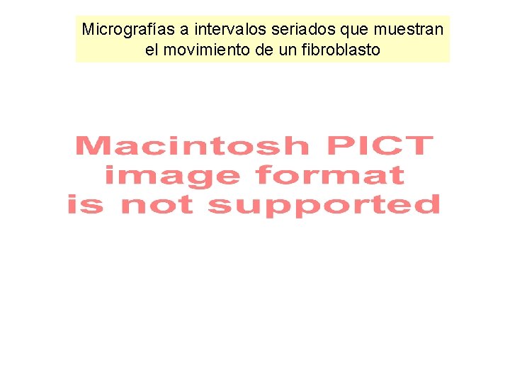 Micrografías a intervalos seriados que muestran el movimiento de un fibroblasto Micrografías a intervalos seriados que muestran el movimiento de un fibroblasto