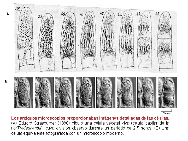 A B Los antiguos microscopios proporcionaban imágenes detalladas de las células. (A) Eduard Strasburger A B Los antiguos microscopios proporcionaban imágenes detalladas de las células. (A) Eduard Strasburger