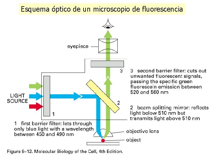 Esquema óptico de un microscopio de fluorescencia Esquema óptico de un microscopio de fluorescencia