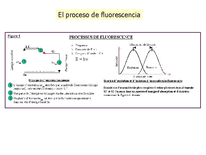 El proceso de fluorescencia E = hn El proceso de fluorescencia E = hn