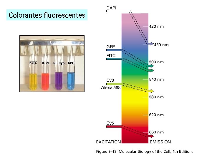 Colorantes fluorescentes Colorantes fluorescentes