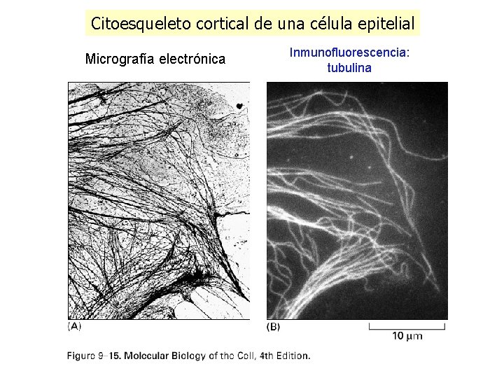 Citoesqueleto cortical de una célula epitelial Micrografía electrónica Inmunofluorescencia: tubulina Citoesqueleto cortical de una célula epitelial Micrografía electrónica Inmunofluorescencia: tubulina