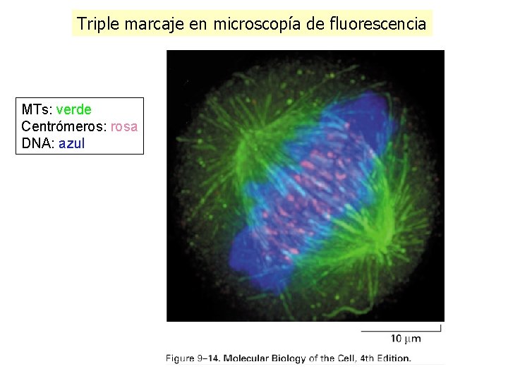 Triple marcaje en microscopía de fluorescencia MTs: verde Centrómeros: rosa DNA: azul Triple marcaje en microscopía de fluorescencia MTs: verde Centrómeros: rosa DNA: azul