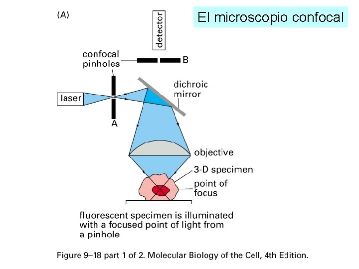 El microscopio confocal El microscopio confocal