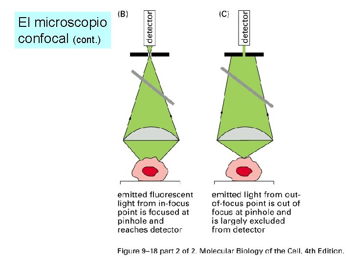 El microscopio confocal (cont. ) El microscopio confocal (cont. )
