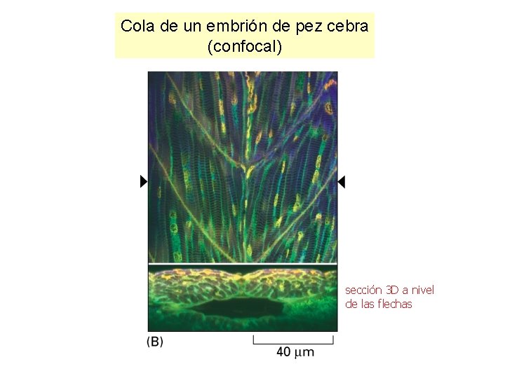 Cola de un embrión de pez cebra (confocal) sección 3 D a nivel de Cola de un embrión de pez cebra (confocal) sección 3 D a nivel de