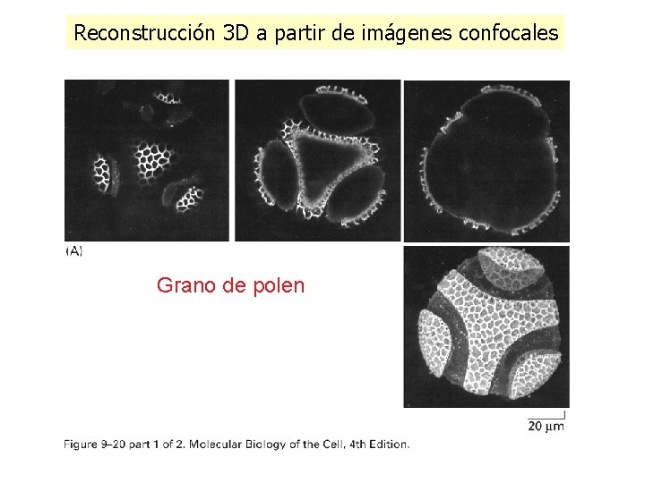 Reconstrucción 3 D a partir de imágenes confocales Grano de polen Reconstrucción 3 D a partir de imágenes confocales Grano de polen