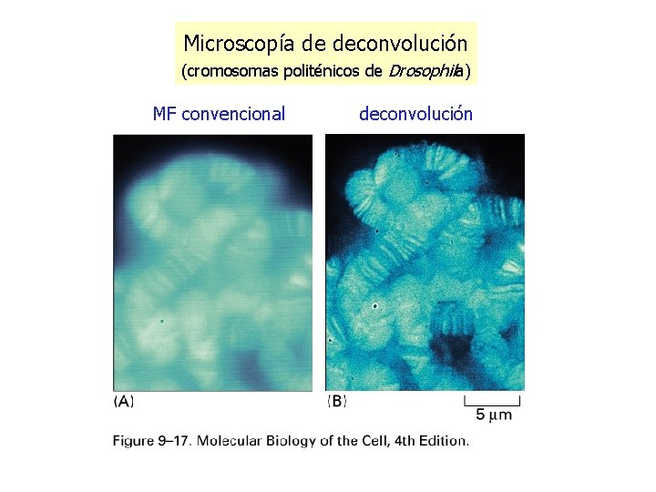 Microscopía de deconvolución (cromosomas politénicos de Drosophila) MF convencional deconvolución Microscopía de deconvolución (cromosomas politénicos de Drosophila) MF convencional deconvolución