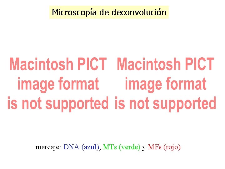 Microscopía de deconvolución marcaje: DNA (azul), MTs (verde) y MFs (rojo) Microscopía de deconvolución marcaje: DNA (azul), MTs (verde) y MFs (rojo)