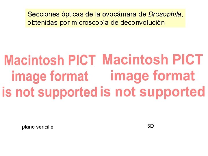 Secciones ópticas de la ovocámara de Drosophila, obtenidas por microscopía de deconvolución plano sencillo Secciones ópticas de la ovocámara de Drosophila, obtenidas por microscopía de deconvolución plano sencillo