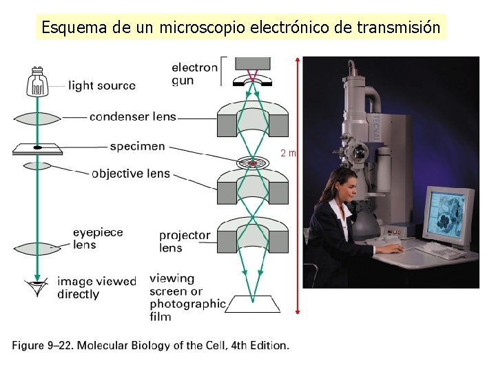 Esquema de un microscopio electrónico de transmisión 2 m Esquema de un microscopio electrónico de transmisión 2 m