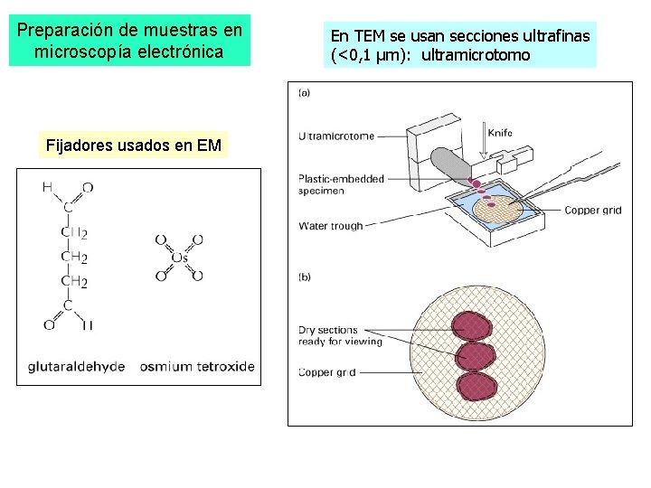 Preparación de muestras en microscopía electrónica Fijadores usados en EM En TEM se usan Preparación de muestras en microscopía electrónica Fijadores usados en EM En TEM se usan
