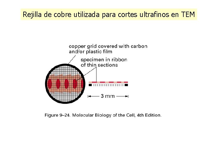Rejilla de cobre utilizada para cortes ultrafinos en TEM Rejilla de cobre utilizada para cortes ultrafinos en TEM