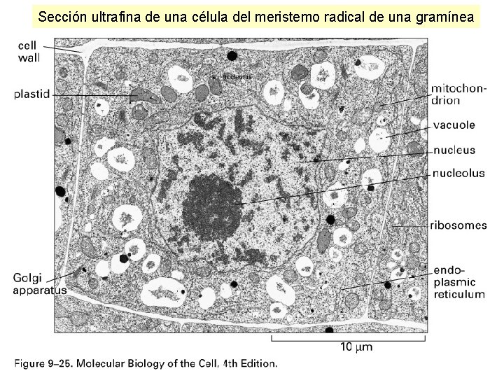 Sección ultrafina de una célula del meristemo radical de una gramínea Sección ultrafina de una célula del meristemo radical de una gramínea