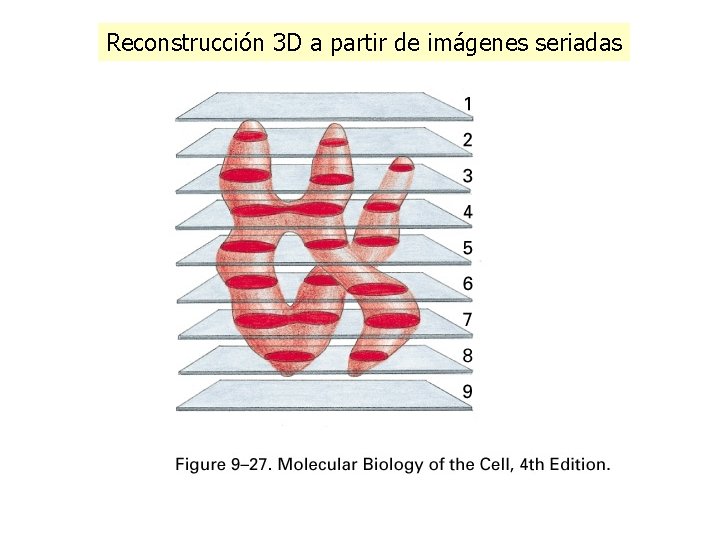 Reconstrucción 3 D a partir de imágenes seriadas Reconstrucción 3 D a partir de imágenes seriadas