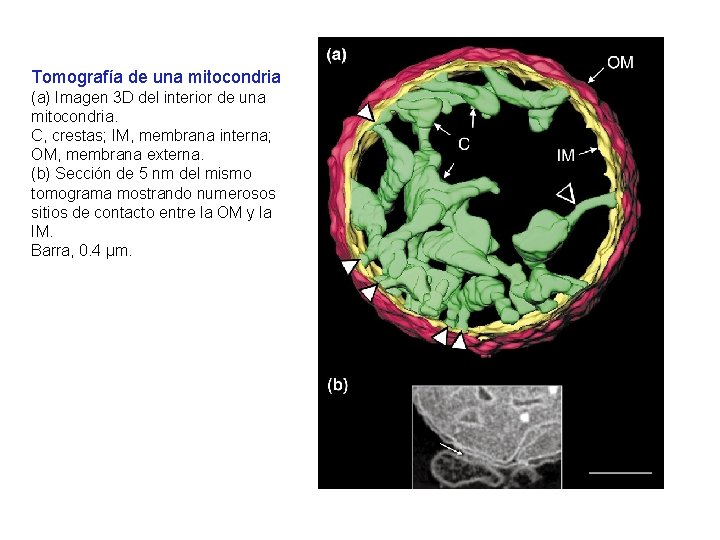 Tomografía de una mitocondria (a) Imagen 3 D del interior de una mitocondria. C, Tomografía de una mitocondria (a) Imagen 3 D del interior de una mitocondria. C,