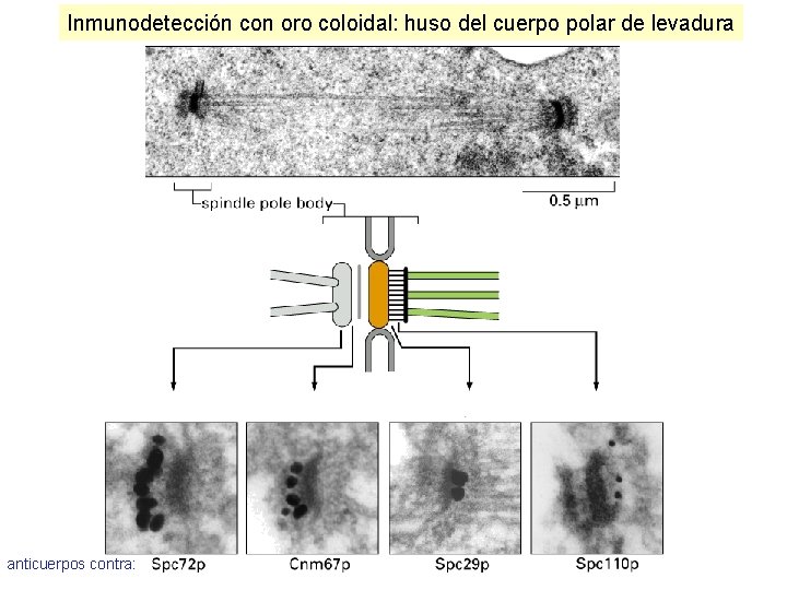 Inmunodetección con oro coloidal: huso del cuerpo polar de levadura anticuerpos contra: Inmunodetección con oro coloidal: huso del cuerpo polar de levadura anticuerpos contra: