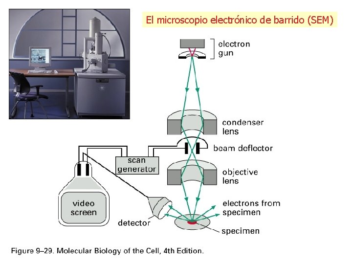 El microscopio electrónico de barrido (SEM) El microscopio electrónico de barrido (SEM)