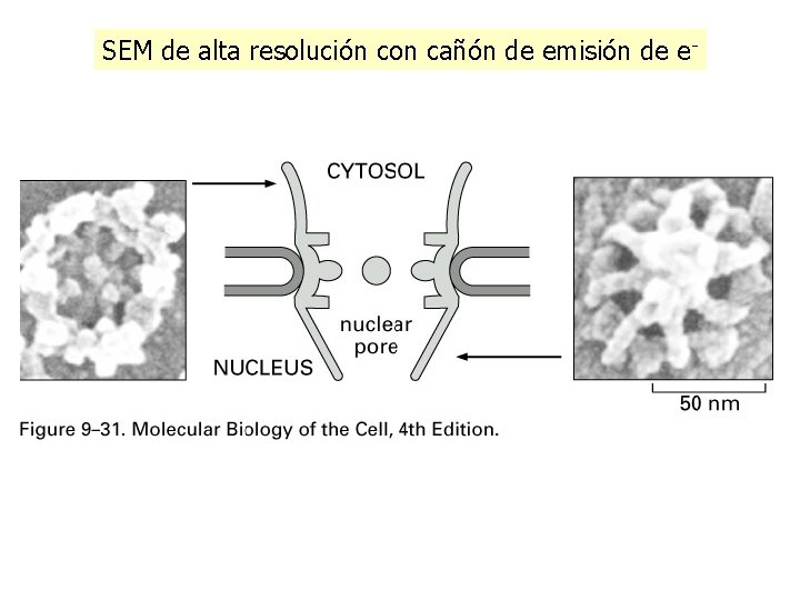 SEM de alta resolución con cañón de emisión de e- SEM de alta resolución con cañón de emisión de e-