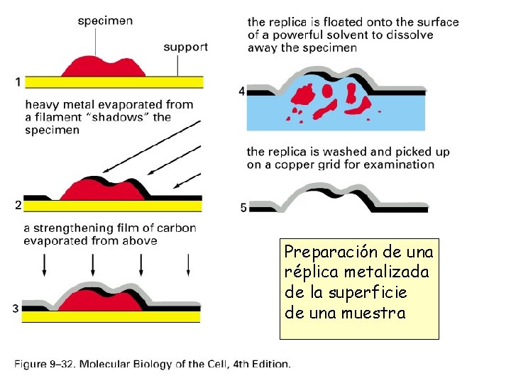 Preparación de una réplica metalizada de la superficie de una muestra Preparación de una réplica metalizada de la superficie de una muestra