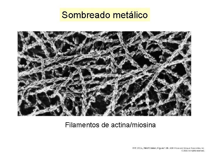 Sombreado metálico Filamentos de actina/miosina Sombreado metálico Filamentos de actina/miosina