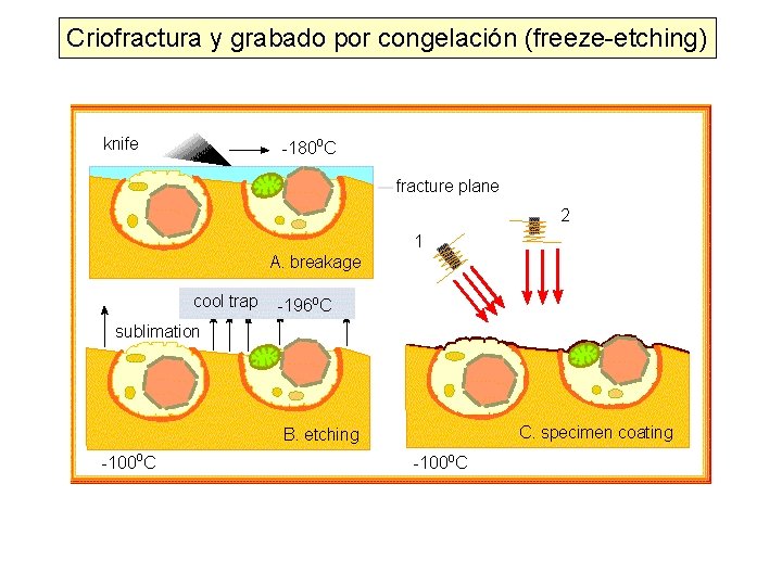 Criofractura y grabado por congelación (freeze-etching) Criofractura y grabado por congelación (freeze-etching)