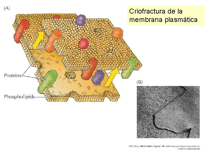 Criofractura de la membrana plasmática Criofractura de la membrana plasmática